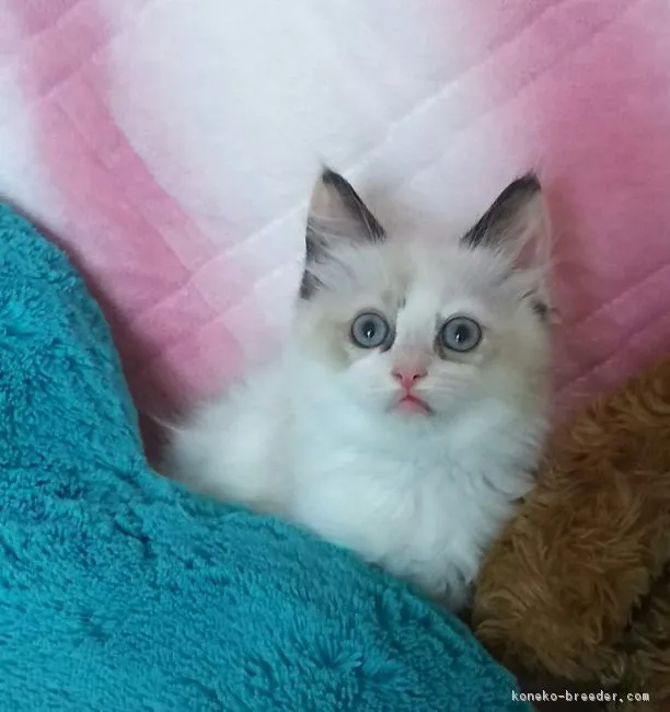 ノゾミン 様のお迎えした子猫