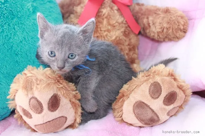 レンママ 様のお迎えした子猫