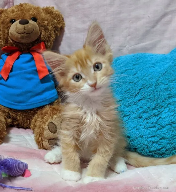 ID：2005-02251の子猫