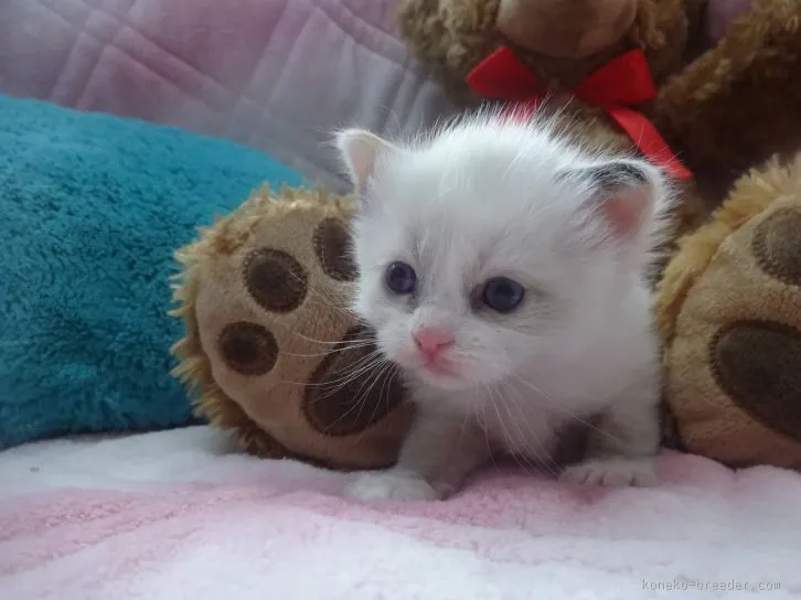 ID：1603-00186の子猫