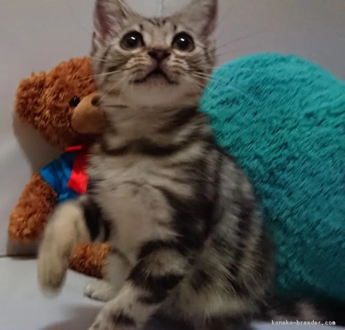ID：1807-01550の子猫