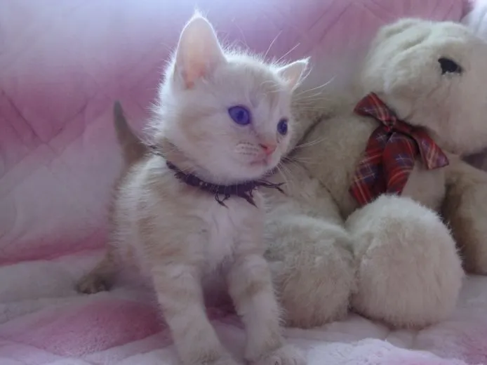 あゆちん 様のお迎えした子猫