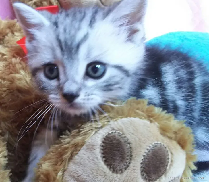 ID:1705-01386の子猫