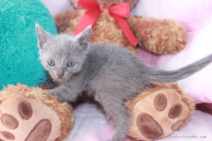 まるくん 様のお迎えした子猫