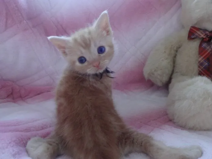 ID：1504-00250の子猫