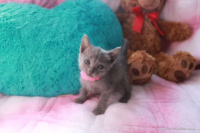 ID：1510-00568の子猫