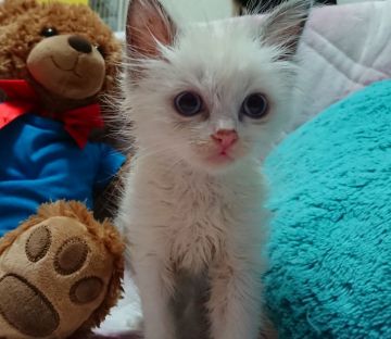 ラグドール【兵庫県・男の子・2018年5月24日・ブルーポイントバイカラー】の写真「青くん」