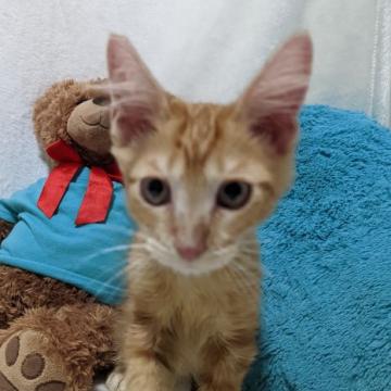 メインクーン【兵庫県・男の子・2022年4月11日・レッドタビー&ホワイト】の写真「三兄弟で元気いっぱい!!」