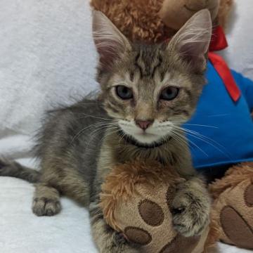 メインクーン【兵庫県・男の子・2022年4月11日・ブラウンタビー&ホワイト】の写真「三兄弟で元気いっぱい!!」