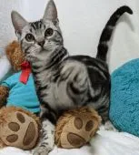 アメリカンショートヘア【兵庫県・男の子・2020年7月26日・シルバータビー】の写真2