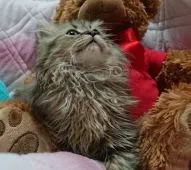 ペルシャ(チンチラ)【兵庫県・男の子・2018年3月31日・チンチラゴールデン】の写真2