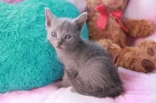 ロシアンブルー【兵庫県・男の子・2015年9月5日・ブルー】の写真3