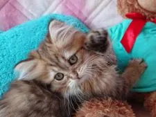 ペルシャ(チンチラ)【兵庫県・男の子・2018年3月31日・チンチラゴールデン】の写真3