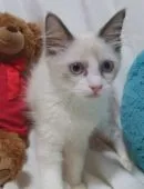 ラグドール【兵庫県・女の子・2021年7月12日・シールポイントバイカラー】の写真3