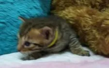 ベンガル【兵庫県・男の子・2016年9月12日・ブラウンスポテッドタビー】の写真4