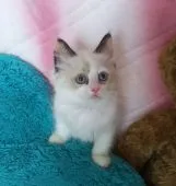 ラグドール【兵庫県・女の子・2017年2月28日・シールトーティポイント】の写真4