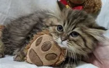 ペルシャ(チンチラ)【兵庫県・男の子・2020年12月21日・チンチラゴールデン】の写真5