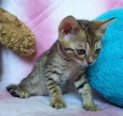 ベンガル【兵庫県・女の子・2017年4月15日・ブラウンスポテッドタビー】の写真5