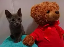 ロシアンブルー【兵庫県・男の子・2018年6月18日・ブルー】の写真5