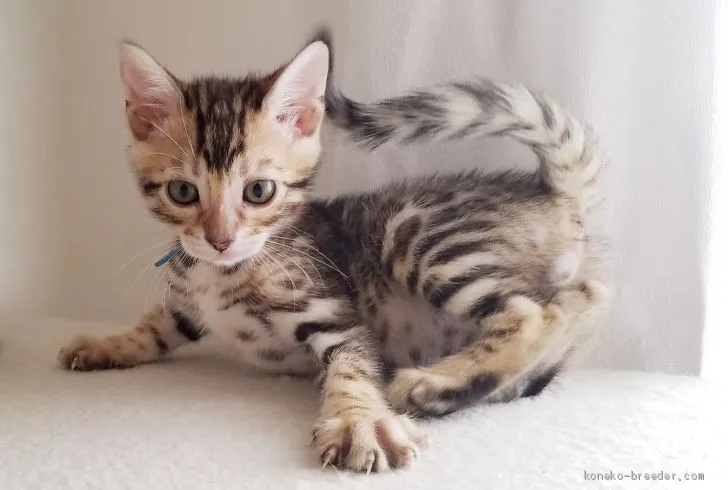 ID：1905-00189の子猫