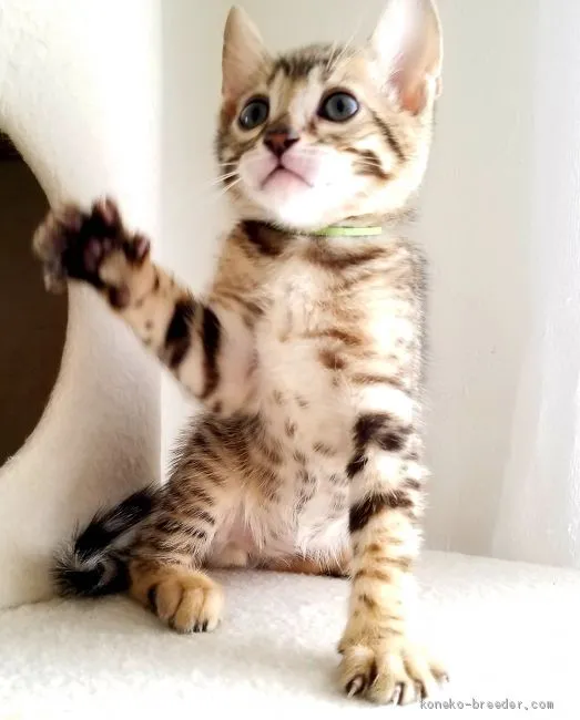 ID：1905-00145の子猫