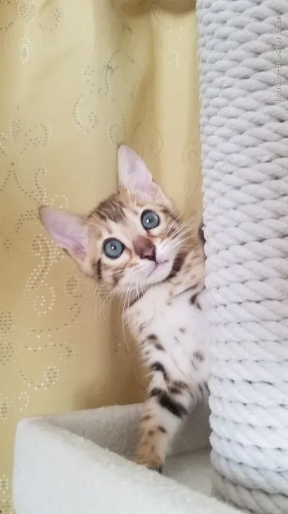 ID：1908-01625の子猫