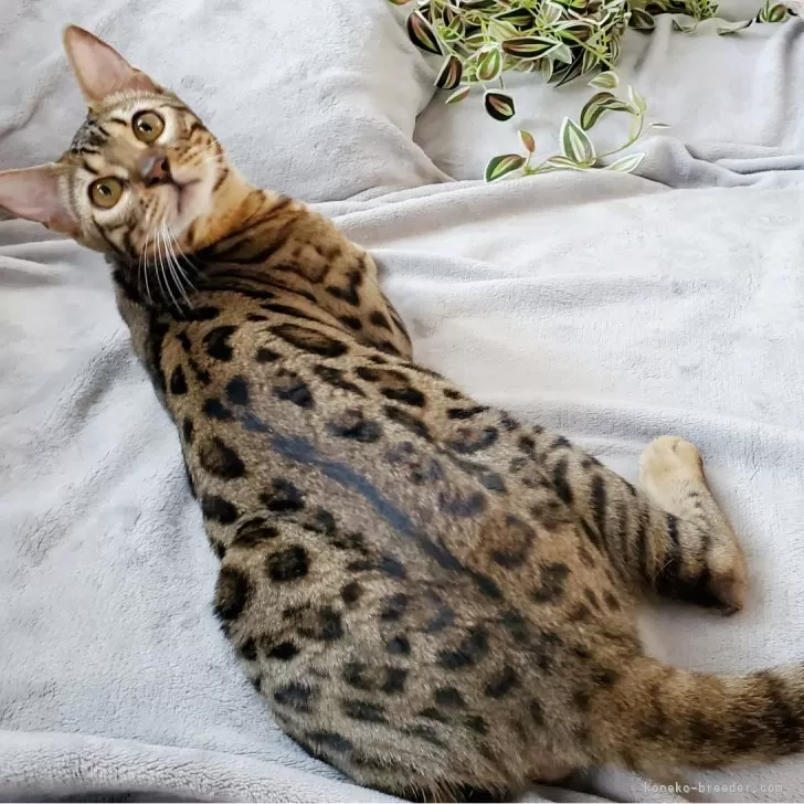 ID：2407-03040の子猫