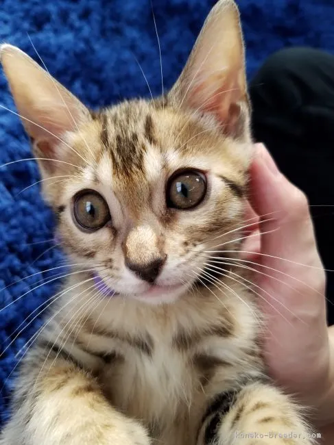 ID:1711-01181の子猫