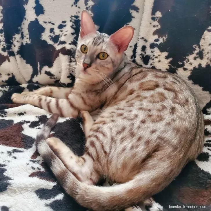 ID:2304-00191の子猫