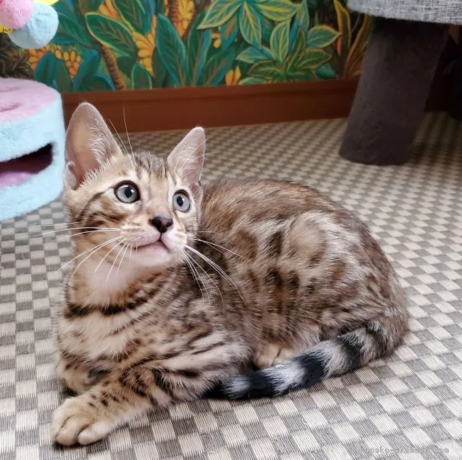 ID:2105-02601の子猫
