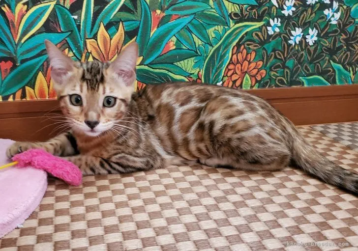 ID：2105-02605の子猫