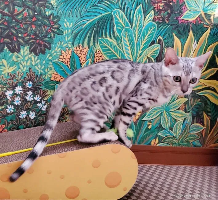 ID:2010-00777の子猫