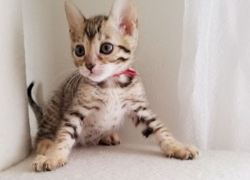 ベンガル【愛知県・女の子・2019年3月6日・ブラウンスポテッドタビー】の写真「お顔がとっても可愛い小さな女の子❤」