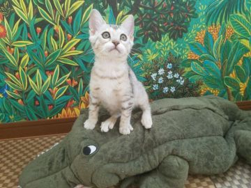 ベンガル【愛知県・女の子・2019年2月6日・シルバースポテッドタビー】の写真「【超希少】人気の高いシルバーのかわいい女の子♥」