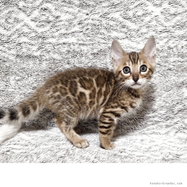 ブリーダー画像