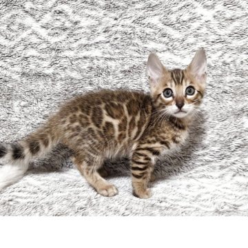 ベンガル【愛知県・男の子・2025年9月14日・ブラウンスポテッドタビー♡ロゼット♡（ツヤツヤ）】の写真「【注目】ロゼット・色合い・お顔も全て整った男の子★」