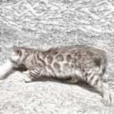 ベンガル【愛知県・女の子・2025年9月14日・ブラウンスポテッドタビー♡ロゼット♡】の写真4