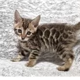 ベンガル【愛知県・男の子・2025年9月14日・ブラウンスポテッドタビー♡ロゼット♡】の写真6「カッコよく撮ってニャ♡」