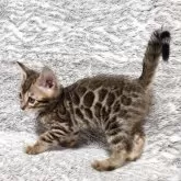 ベンガル【愛知県・男の子・2025年9月14日・ブラウンスポテッドタビー♡ロゼット♡】の写真9「お尻、足の付け根までビックロゼットがびっしりある男の子♡」