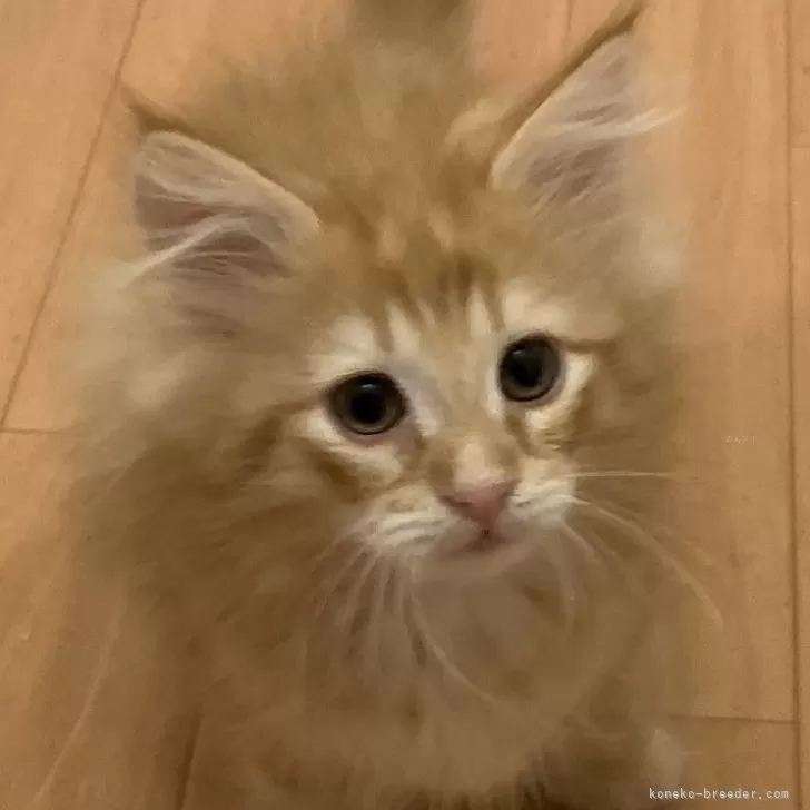 ID:2403-02035の子猫