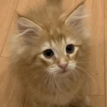 ノルウェージャンフォレストキャット【広島県・男の子・2024年1月1日・レッドクラシックタビー】の写真「お膝に乗ったり肩乗りもできるよ！」