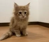 ノルウェージャンフォレストキャット【広島県・男の子・2024年1月1日・レッドクラシックタビー】の写真4