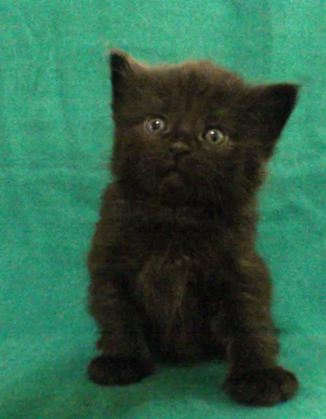 ID：1406-00166の子猫