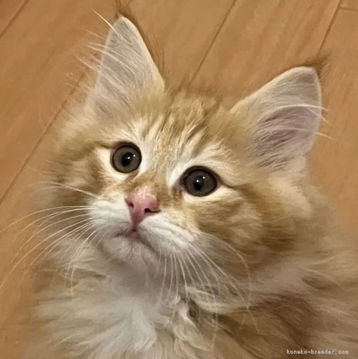 ID：2403-02015の子猫