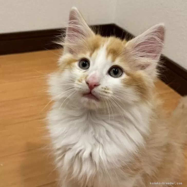 ID：2406-02232の子猫