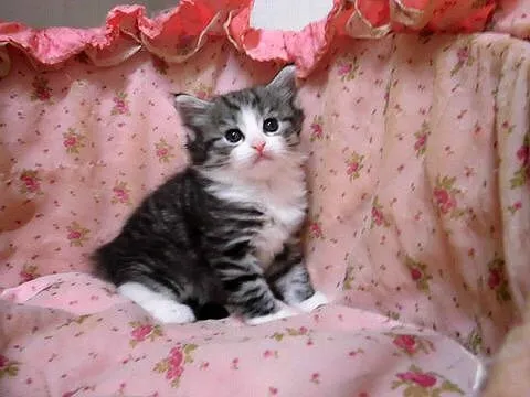 ID：1505-00665の子猫