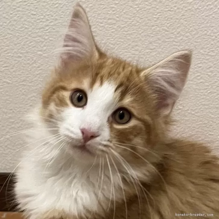 ID：2401-00074の子猫