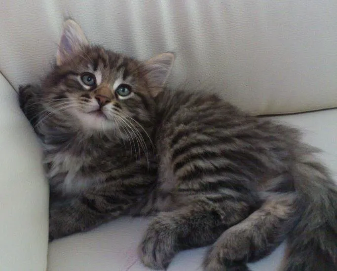 ID:1411-00001の子猫