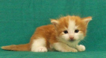 ノルウェージャンフォレストキャット【広島県・男の子・2014年5月5日・レッドタビー&ホワイト】の写真「おっとりな甘えん坊」