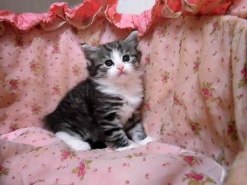 ノルウェージャンフォレストキャット【広島県・男の子・2015年4月20日・シルバーマッカレルタビー&ホワイト】の写真「」